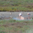 Flamingos in der Nähe des Étang du Grec